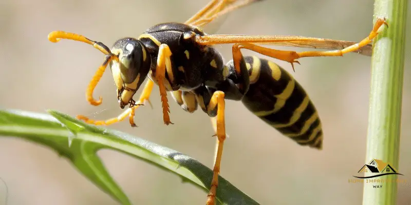 Do Wasps Like Cedar Wood