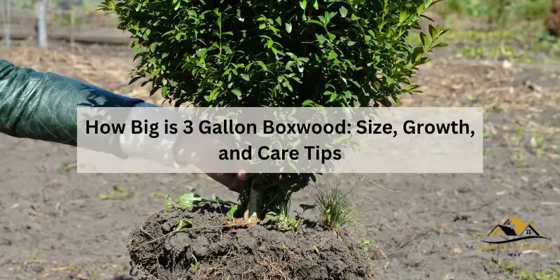 How Big is 3 Gallon Boxwood