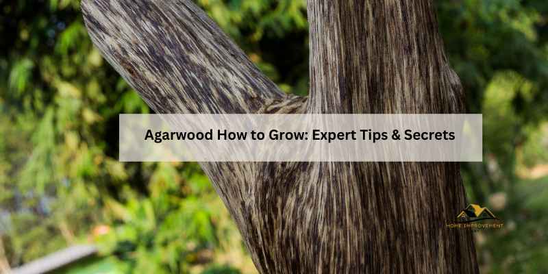 Agarwood How to Grow