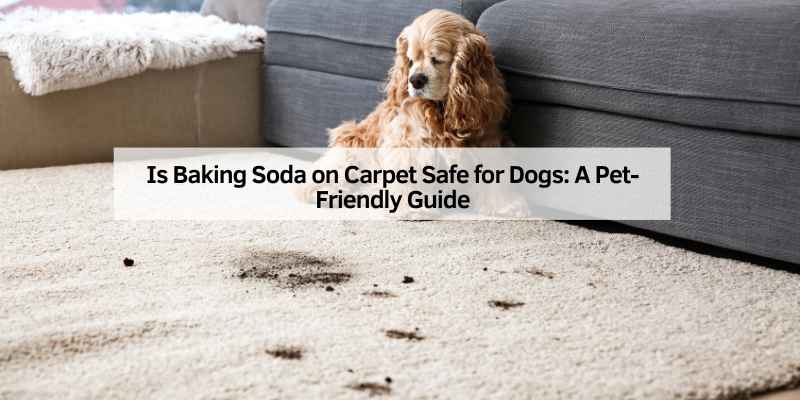 Is Baking Soda on Carpet Safe for Dogs