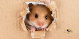Acrylic Paint Safe for Hamsters