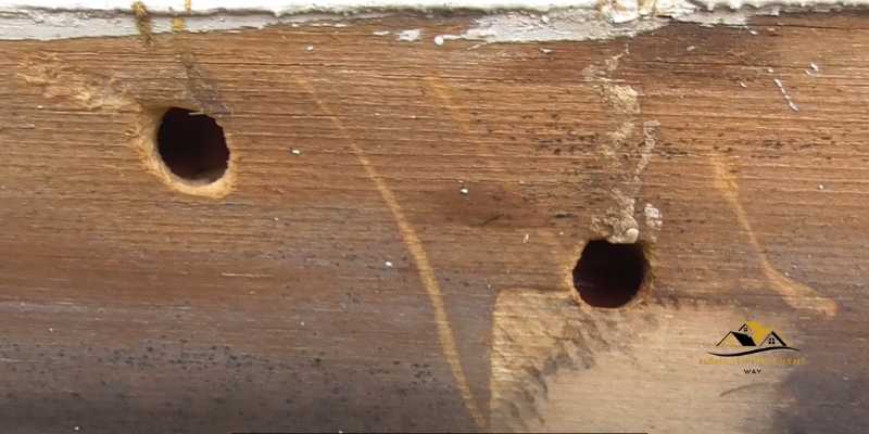 Do Carpenter Bees Eat Treated Wood