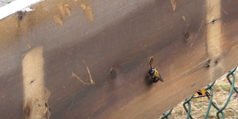 Do Carpenter Bees Eat Treated Wood