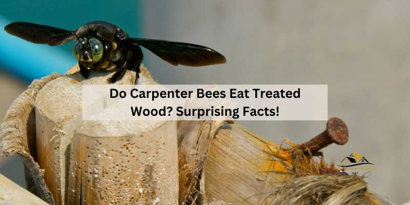 Do Carpenter Bees Eat Treated Wood