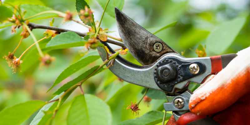 Hand Saw for Pruning: Essential Guide for Gardeners