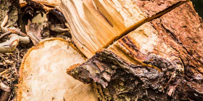 Hedge Apple Firewood: The Ultimate Burning Secret