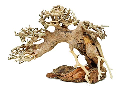 Bonsai Driftwood for Sale