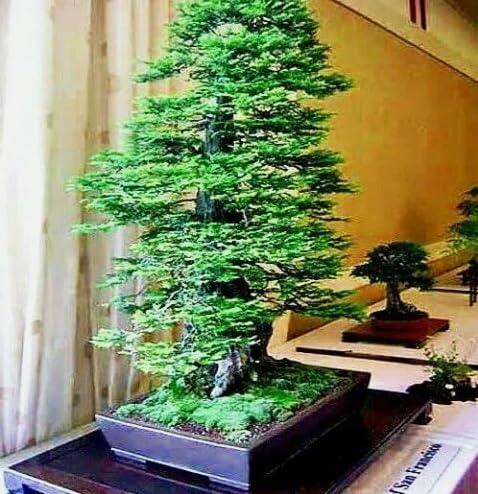 California Redwood Bonsai Tree for Sale