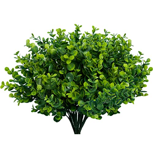 Cheap Boxwood Shrubs