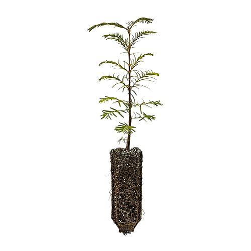 Dawn Redwood Sapling for Sale