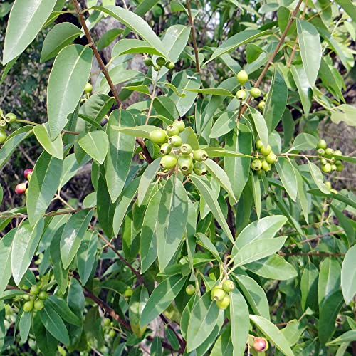 Host Plant for Sandalwood