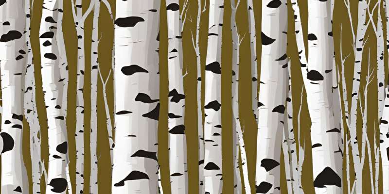 Where to Buy Birch Wood: Top 5 Trusted Sources