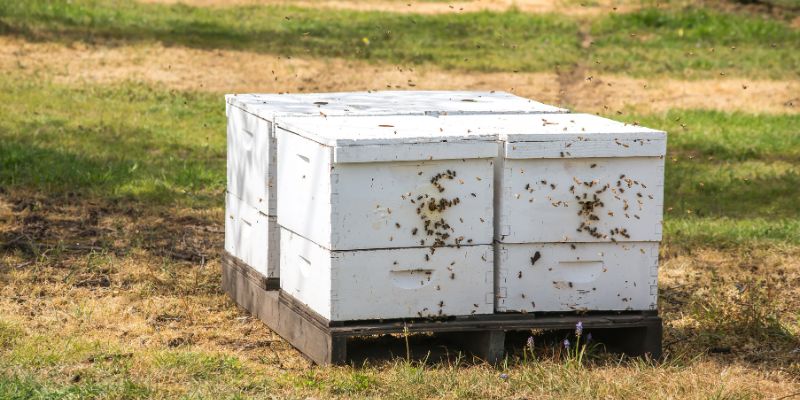DIY Bee Box