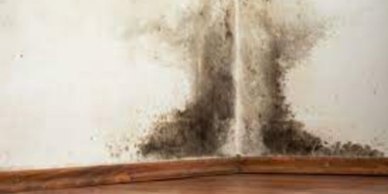 Does Mold Smell Like Urine