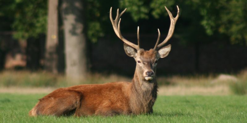 Field Dressing the Deer