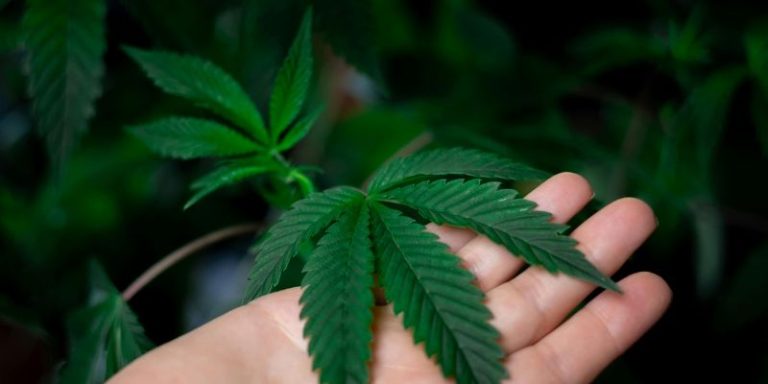 How Long Does It Take for Weed to Leave Urine