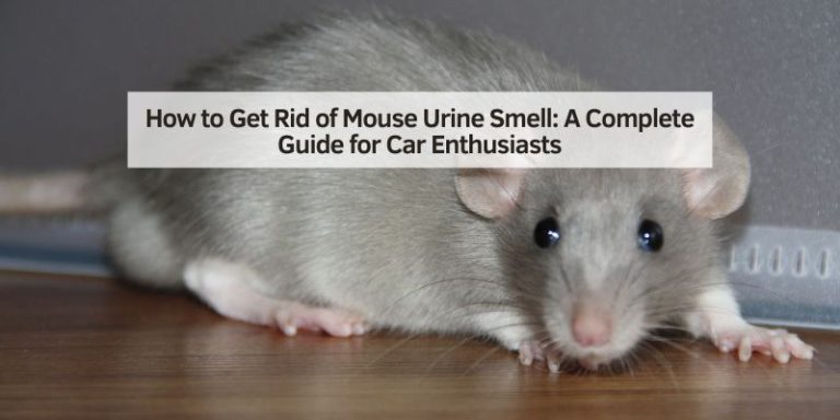How to Get Rid of Mouse Urine Smell