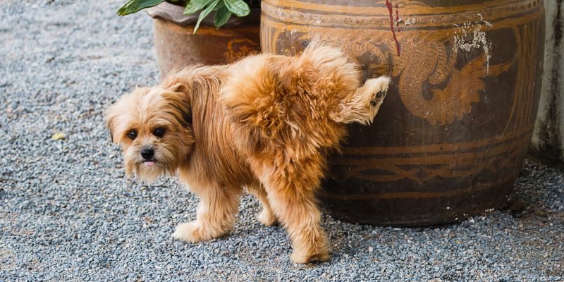 Preventing Future Dog Urine Odors