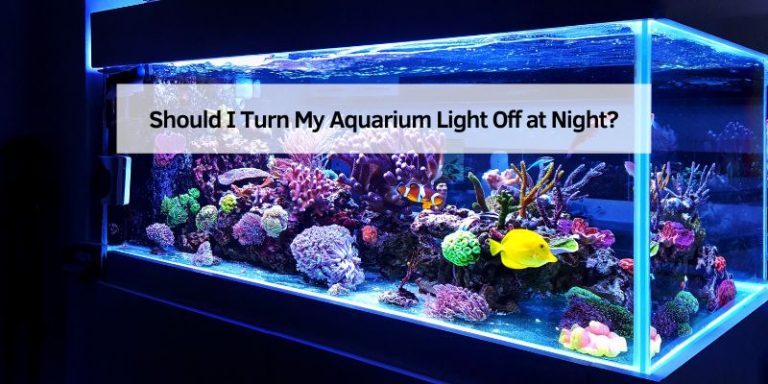 Should I Turn My Aquarium Light Off at Night