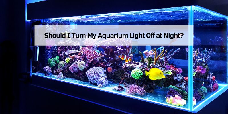 Should I Turn My Aquarium Light Off at Night