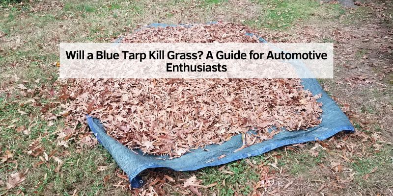 Will a Blue Tarp Kill Grass