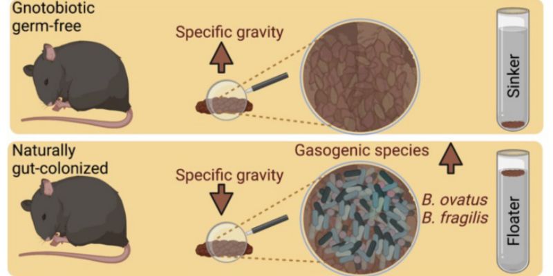Benefits and Drawbacks of Floating vs. Sinking Poop