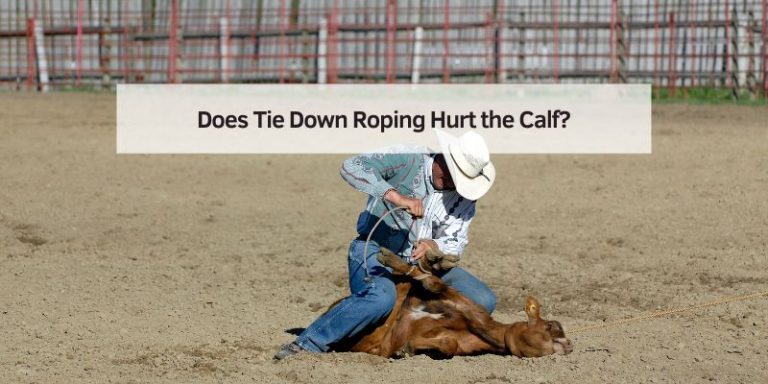 Does Tie Down Roping Hurt the Calf