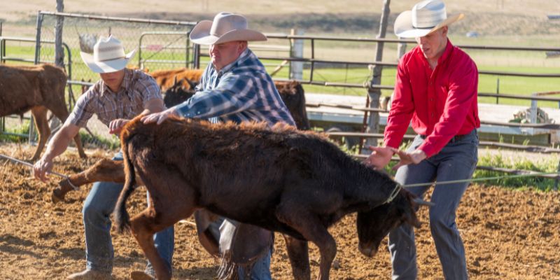 How Does Tie-Down Roping Work