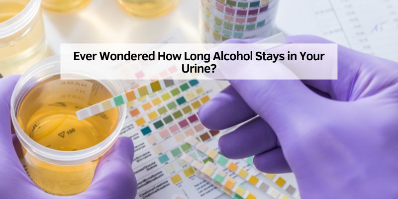 Ever Wondered How Long Alcohol Stays in Your Urine