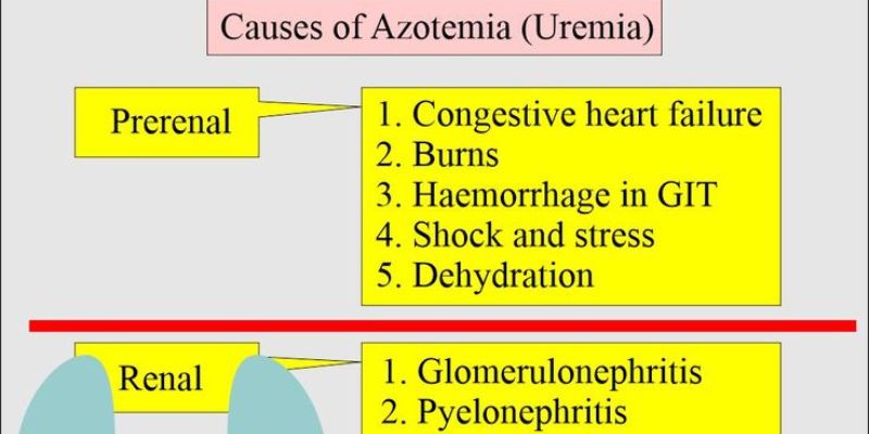 What’s a Normal Creatinine Level in Urine?
