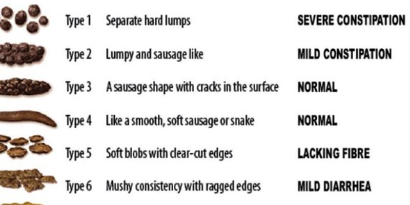 What Makes Healthy Poop