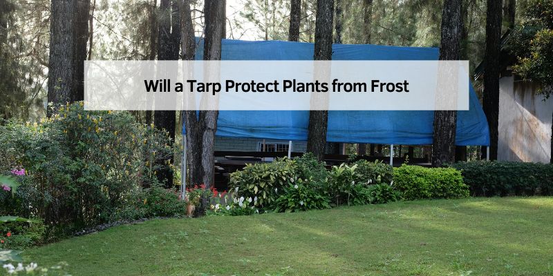 Will a Tarp Protect Plants from Frost