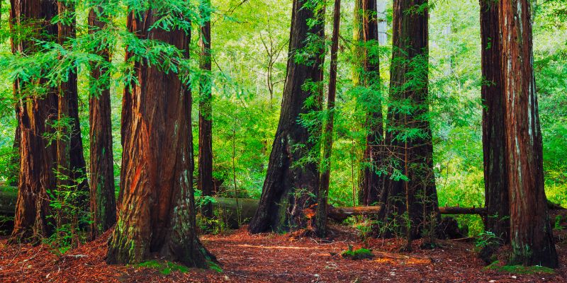 What's The Difference Between Sequoia And Redwood Tree