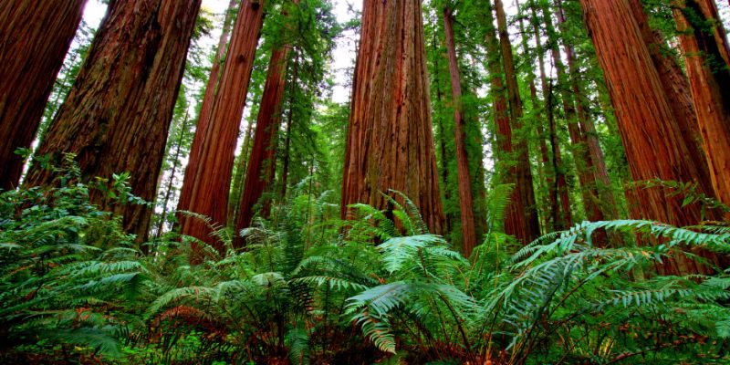 What's The Difference Between Sequoia And Redwood Tree