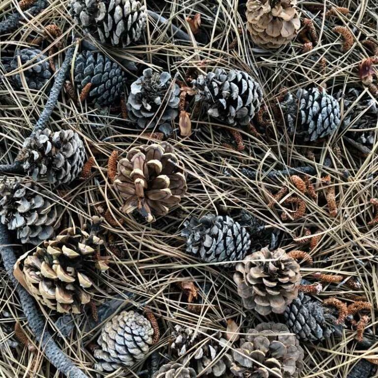 How To Paint Pine Cones To Look Like Lilacs